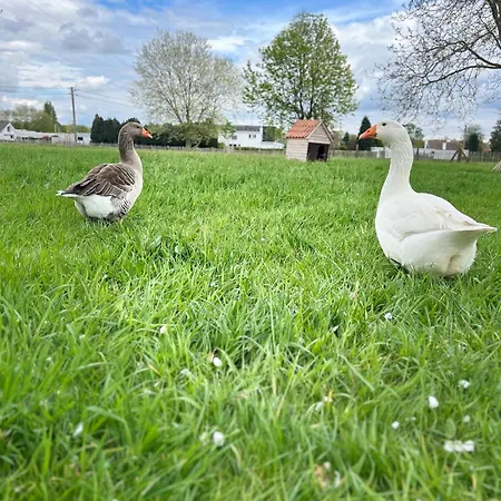 Bed & Breakfast D'hotes Stellina Avec Vue Sur Jardin Arbore Tournai
