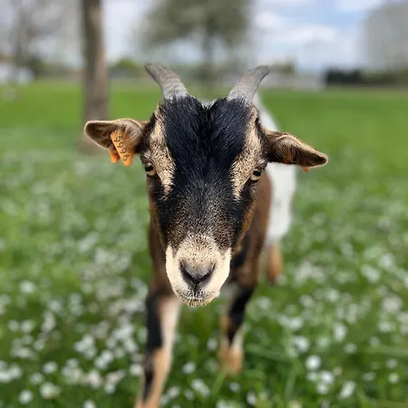 D'hotes Stellina Avec Vue Sur Jardin Arbore Tournai