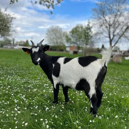 D'hotes Stellina Avec Vue Sur Jardin Arbore 3* Tournai